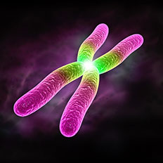 Ein Chromosom