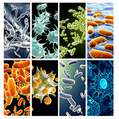8 verschiedene Bildausschnitte von Bakterien und weiteren Krankheitserregern